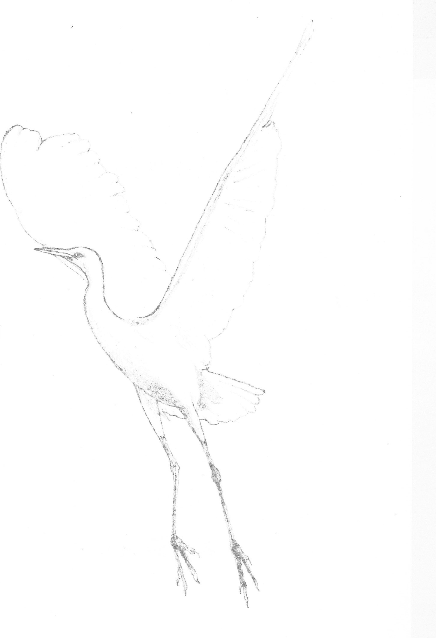 象徵振翼起飛的白鷺