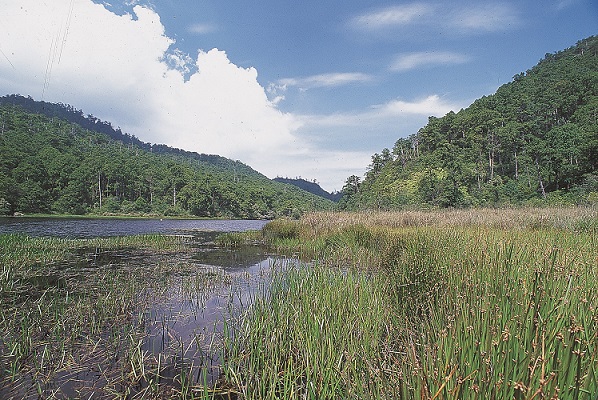 圖六1998年棲蘭山林區鴛鴦湖水生植物分布大景。
