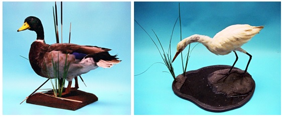 左圖是綠頭鴨/右圖是鳥類標本。