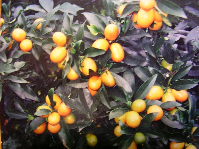 成熟的金棗。橘之鄉提供