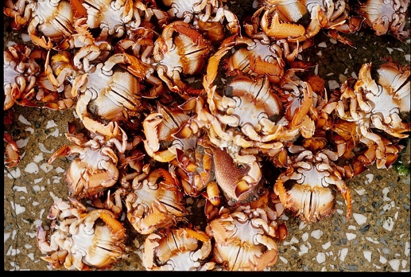 肥美新鮮的秋蟹。