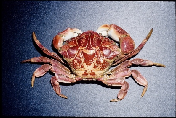圖二十三：圓形鱗斑蟹。