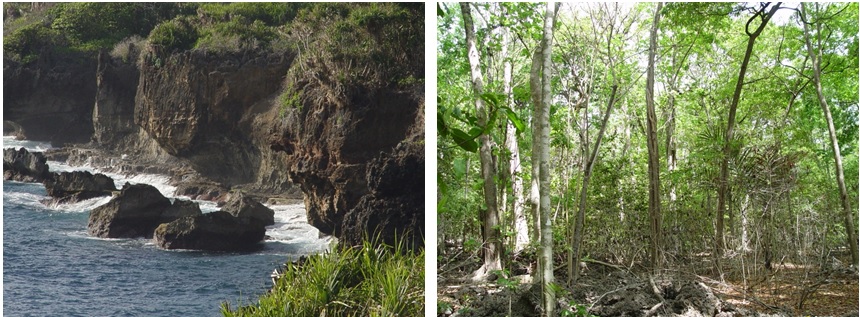 左圖圖二：聖誕島周圍都是陡峭的海崖 / 右圖圖三：聖誕島的森林。