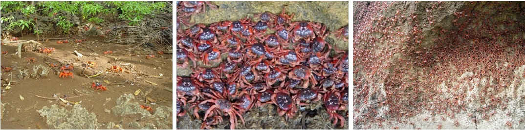 左圖圖五：林下的紅地蟹 / 中圖圖六：聚集在陰涼處的母紅地蟹 / 右圖圖七：海崖上掛滿成千上萬大腹便便的母紅地蟹。