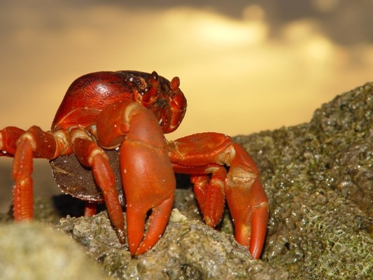 圖一：在岩石上等待釋放幼蟲時間的母紅地蟹。