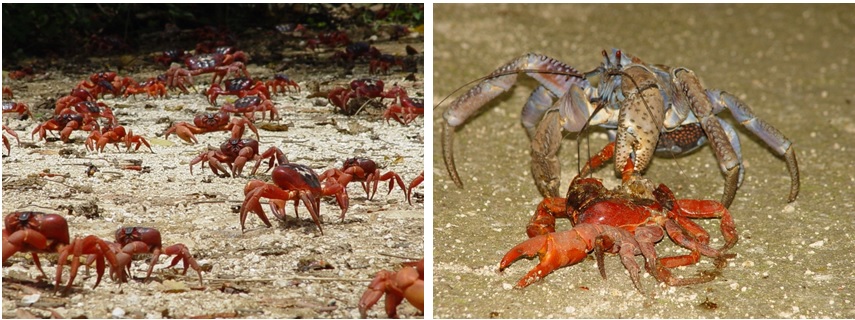 左圖圖十：正通過道路要返回森林的紅地蟹群 / 右圖圖十一：椰子蟹取食紅地蟹的屍體。