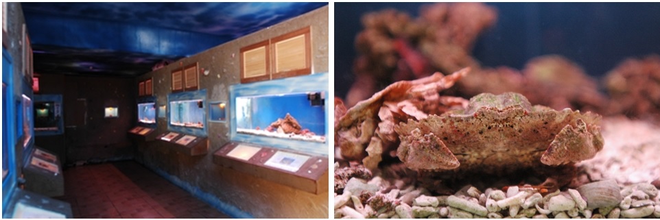 左圖圖七：螃蟹館的活體生態區，是與螃蟹面對面，盡情觀察、認識螃蟹的好地方 / 右圖圖八：擅長偽裝的鋸齒奇淨蟹，生活在淺海礁岩區，靜止不動時看起來就像一塊小珊瑚礁。