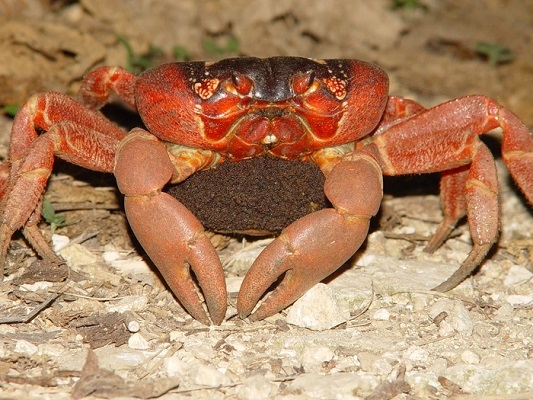 圖八：抱卵的紅地蟹