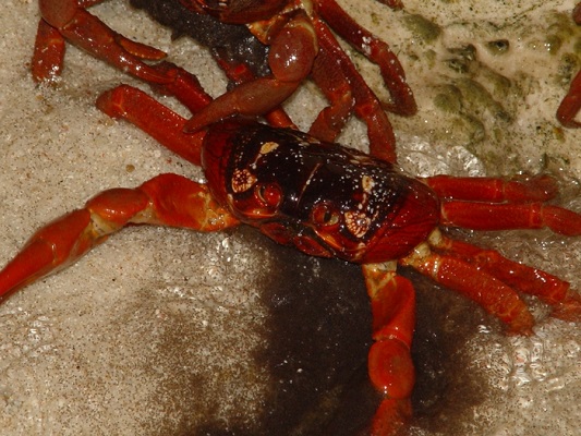 圖九：紅地蟹正在釋放幼蟲