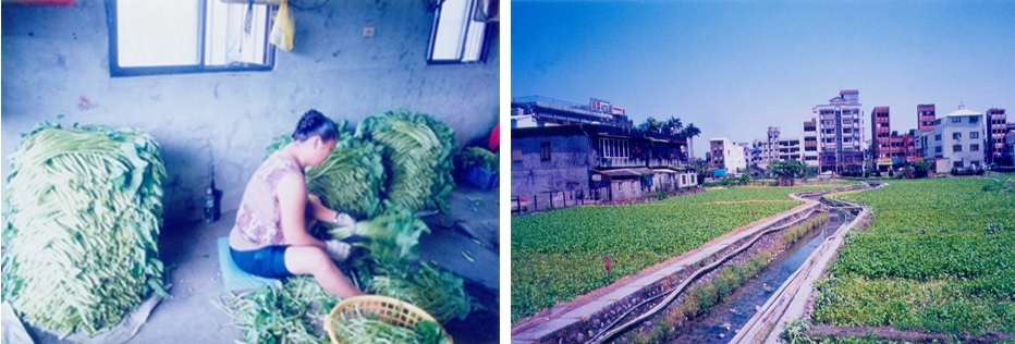 左圖：礁溪溫泉空心菜採收整理。 / 右圖：利用溫泉水種植空心菜狀況。