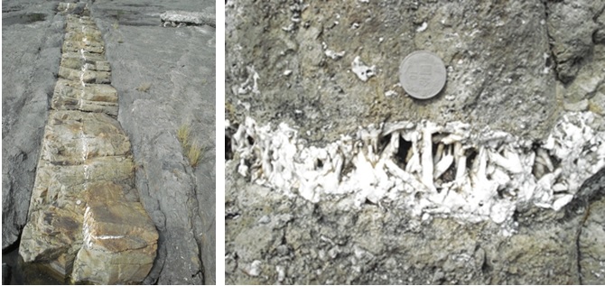 左圖圖七：火成岩脈中央有一條白色的礦物，為地下水在岩脈的裂縫的結晶產物。 / 右圖圖八：火成岩脈裂縫中的白色礦物具六面柱狀體，硬度比刀片大，滴鹽酸不冒泡，可判斷為石英。