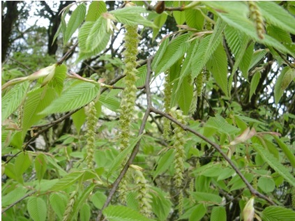 圖八：蘭崁千金榆(Carpinus rankanensis)，為中海拔常見的落葉樹種。