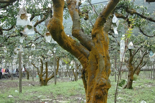 楊桃樹林而且為了採收方便，從前所見的高大楊桃樹，如今在崩山湖已不復見，取而代之的是整片高度約一人身長的楊桃欉。