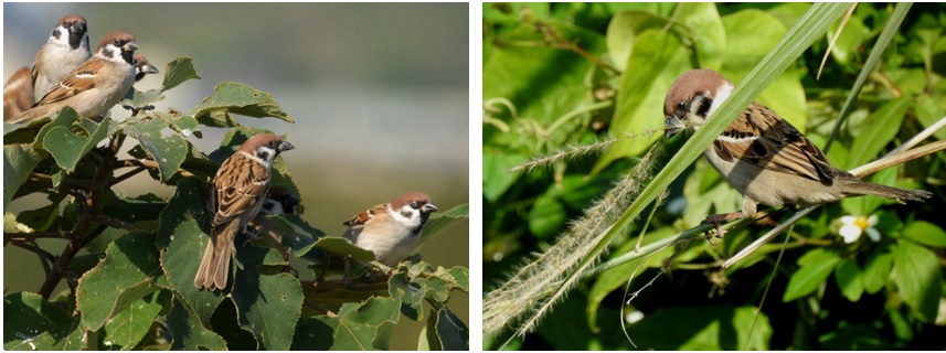 左圖：小群活動棲息的麻雀  / 右圖：拔取芒草花穗當巢材的麻雀。徐景彥提供