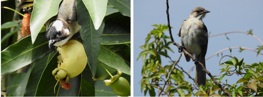 左圖：白頭翁吃蒲桃的果實 / 右圖：頭未白的白頭翁幼鳥。徐景彥提供