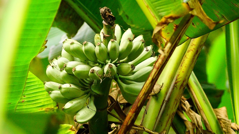 最帶種的宜蘭原生蕉─噶瑪蘭芭蕉