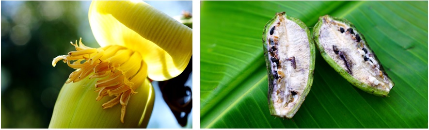 左圖：雄花苞片間可觀察到成排的雌花序。 / 右圖：帶種的噶瑪蘭芭蕉種子粒粒分明。