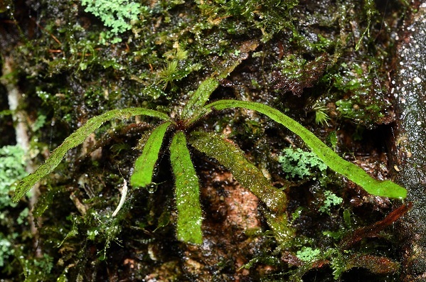 宜蘭禾葉蕨是第一個用宜蘭命名的蕨類植物，辨識的重點在葉緣的細小短毛排列方式。許天銓提供