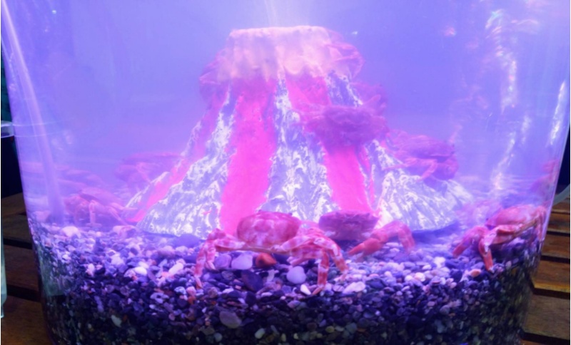 圖2 烏龜怪方蟹，筆者拍攝於中央研究院細胞與個體生物學研究所，2022.10.29。