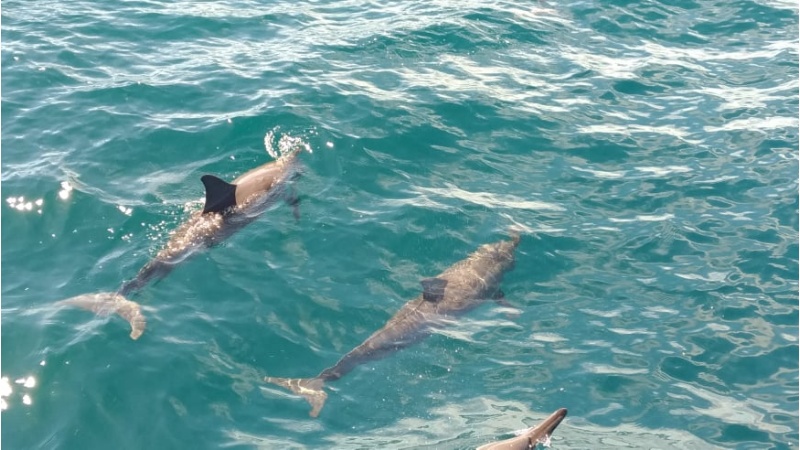 圖3 飛旋海豚，筆者擔任蘭陽博物館賞鯨導覽志工，拍攝於龜山島海域，2021.8.29。