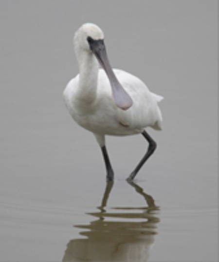 圖5：黑面琵鷺。