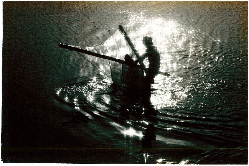 圖2：漁夫利用兩根竹製叉型成到三角網狀類似畚箕造型，用前推的方式撈起鰻苗。