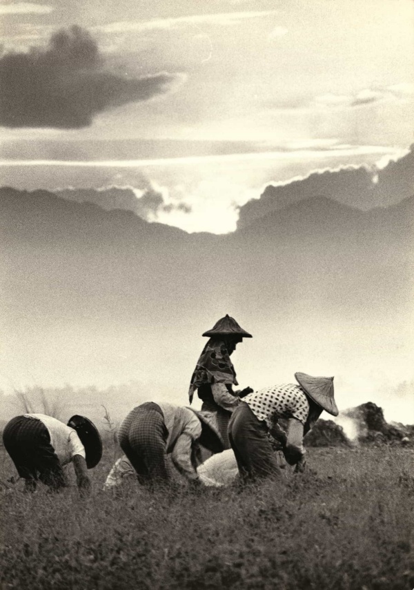 圖7：夕陽西下時刻，四位戴著斗笠的農夫，農夫穿著短袖，農婦帶著臂套、頭巾，彎腰農作。