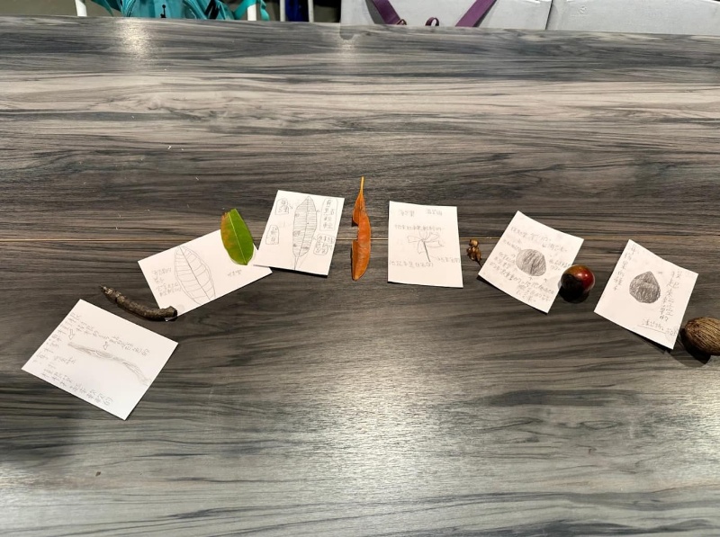 圖5：觀察海檬果的學生小組，分別展示出對植物不同構造的觀察細節。（彭仁怡 攝）