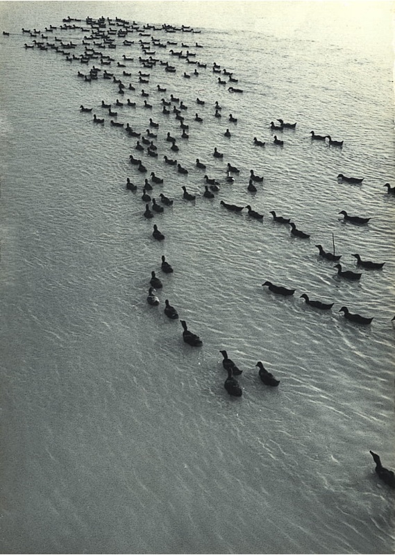 圖1：照片中整群鴨中都沒有白色的，這些菜鴨都在1967年宜蘭養鴨中心成立前普遍的鴨種。