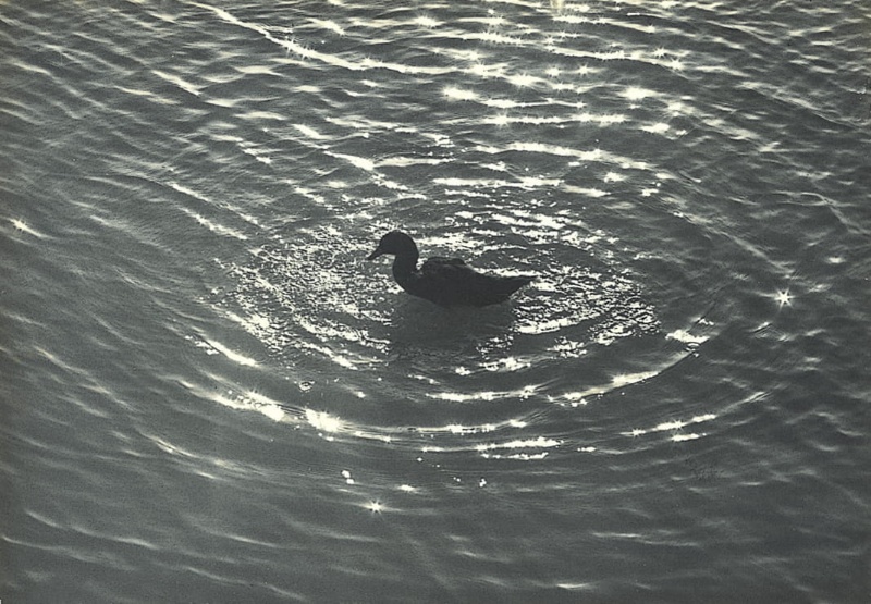 圖3：鴨在水中戲水的特寫。