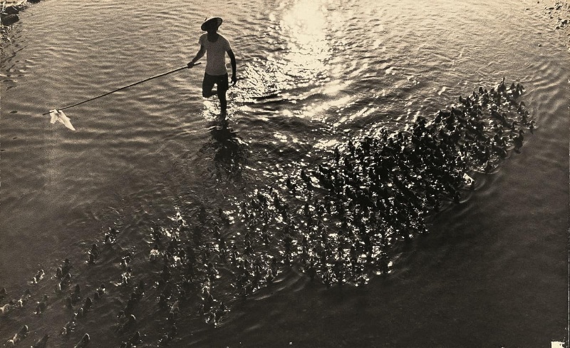 圖4：鴨農拿著長長的竹竿，竿尾綁著塑膠袋，驅趕鴨群。黑壓壓的鴨群與閃亮亮的水波反射，形成強烈的對比。