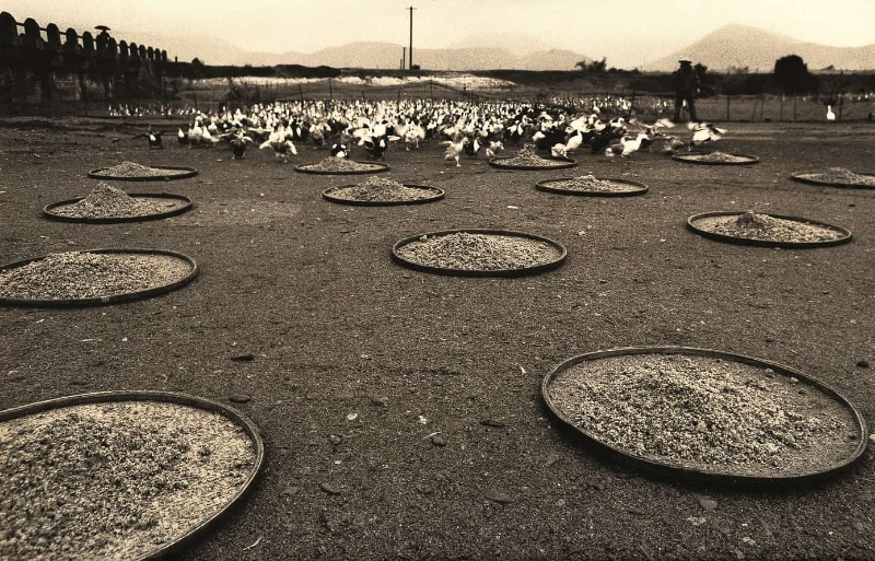 圖5：河床鴨場餵鴨照片，前方十多個碩大竹編圓盤內放滿飼料，遠方鴨群正衝刺奔向飼料區。