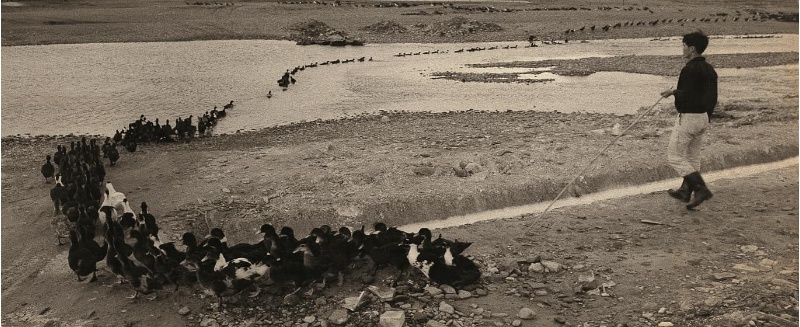 圖6：在寬廣的新城溪下游河床中，鴨農驅趕菜鴨渡河。