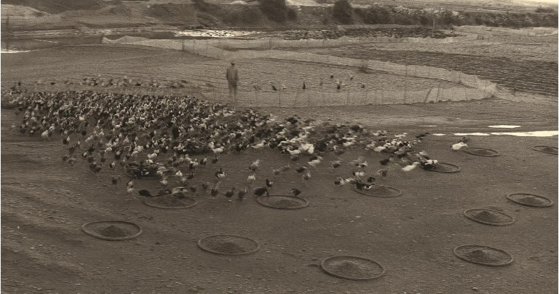 圖7：新城溪下游河床中鴨農與放養菜鴨的餵食畫面。