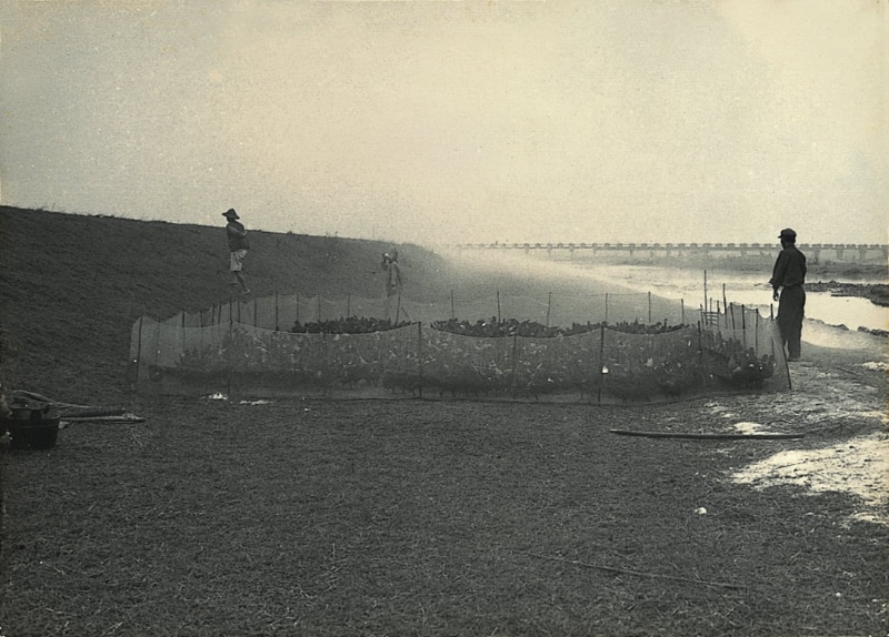 圖8：清晨鴨農到河床上，準備要放出菜鴨的時刻。