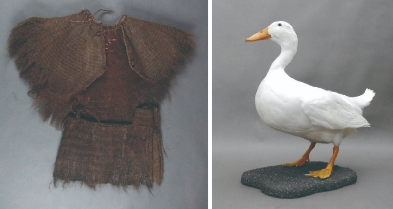 圖30：蓑衣；圖31：菜鴨模型。