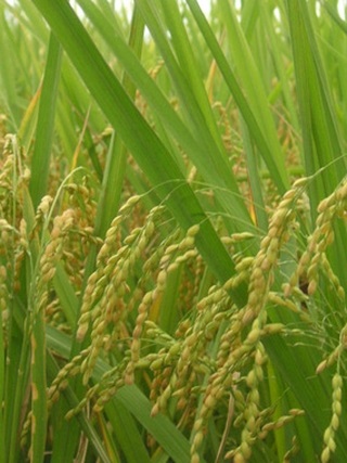 宜蘭自古有「魚米之鄉」的美譽。