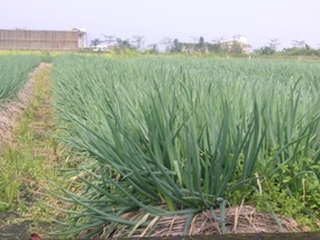  宜蘭的米麵食文化