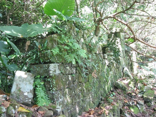 古道現存石屋遺跡，雖耐不住自然力量僅存石牆，但可見當時建造的費心。 （圖片來源：林正芳提供）