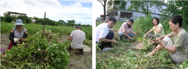 左圖：村中的老人與年輕的家長相聚一起，將有機花生一顆顆摘下。 / 右圖：原本令人感覺壓力沈重的工作，因為和大家一起分享，變得愉快而有意義。
