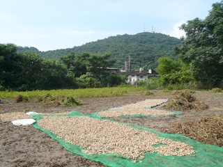 花生在稻埕上曬出一股自然的香味