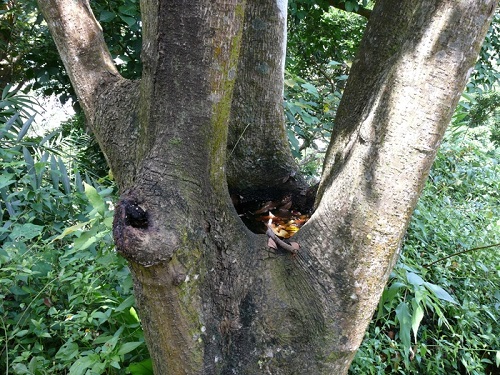 樹穴蜻蜓產卵於樹洞積水處，孵化後之蜼蟲以樹蛙卵為食。