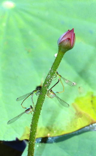 交尾中的青紋細蟌