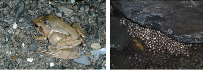 左圖：梭德氏赤蛙假交尾 / 右圖：產在石頭底下的梭德氏赤蛙卵