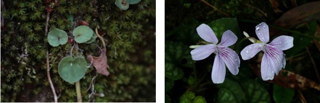 左圖：台灣菫菜 / 右圖：台灣菫菜淡紫色的小花