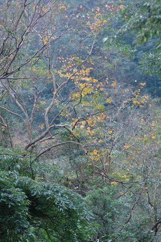 九芎為落葉性喬木，秋冬時葉子會變黃後掉落。