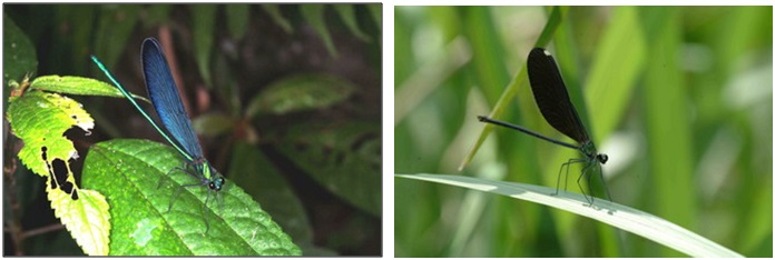 左圖：白痣珈蟌雄蟲 / 右圖：白痣珈蟌雌蟲，翅端有一白色的假翅痣。