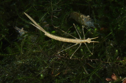 白痣珈蟌稚蟲，三個尾鰓當中，有一個斷裂。