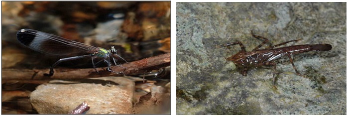左圖：雌蟲單獨將卵產在水中的枯枝或落葉中 / 右圖：中華珈蟌的稚蟲