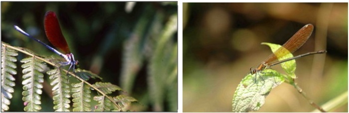 左圖：細胸珈蟌雄蟲 / 右圖：細胸珈蟌雌蟲